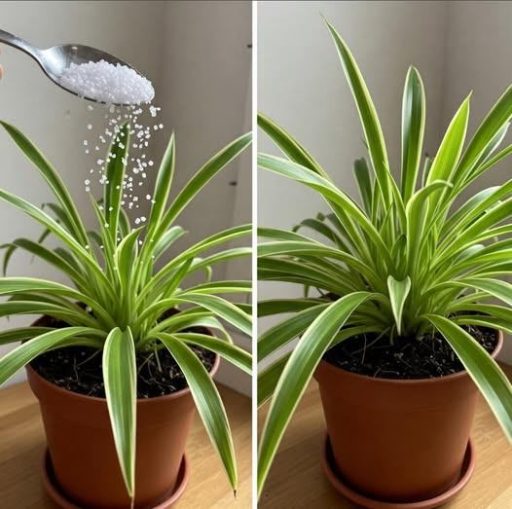 One spoon is enough to make it bloom with so many flowers!